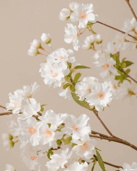 Faux Japanese Cherry Blossom - White (6 Stems)