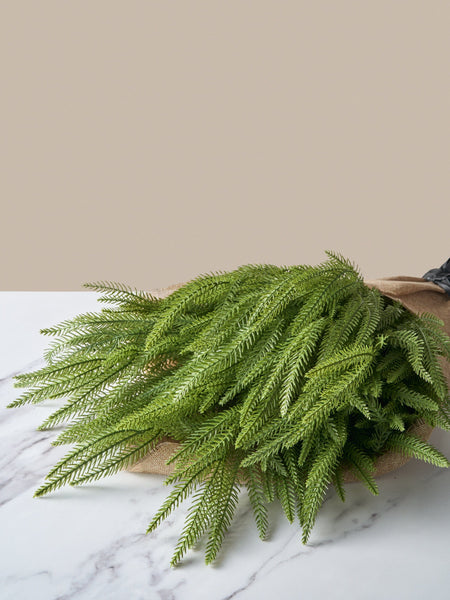 Faux Norfolk Pine (5 Stems)