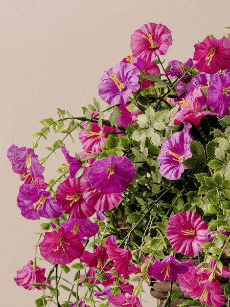 Outdoor Hanging Petunia Basket - Purple