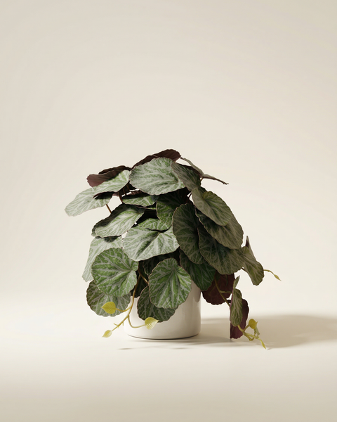 Faux Greenery - The Petite