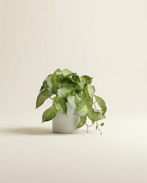 Faux Greenery - The Nook