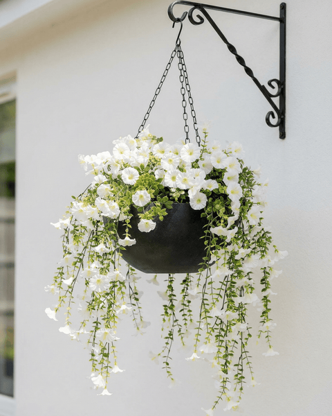 Outdoor Hanging Petunia Basket - White